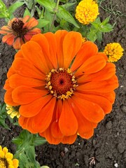 Kolor lat, kwiaty polne, polska wieś  © Maciej G. Szling