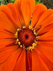 Kolor lat, kwiaty polne, polska wieś  © Maciej G. Szling