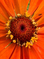 Kolor lat, kwiaty polne, polska wieś  © Maciej G. Szling