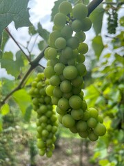 Piękne duże owoce winogrona, kolor zielony, polska wieś 