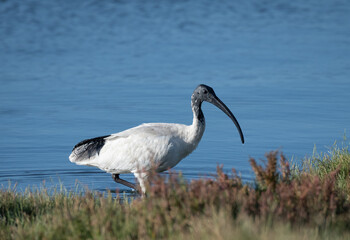 Australian white ibis searching for food in Coorong National Park, South Australia, Australia