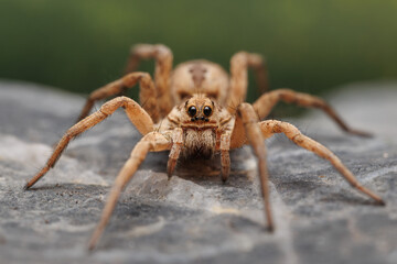 Large brown tarantula spider on a rock