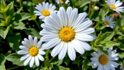 Obraz premium Close up of white daisies with yellow centers blooming garden, vibrant green leaves surrounding flowers, bright sunlight