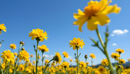 Fototapeta premium Bright yellow flowers blooming in sunny field under clear blue sky, creating cheerful and vibrant spring scene
