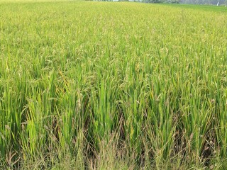 green rice close up view
