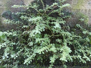 Green Moss and Small Plant on Old Wall. Close-up of small green plants and moss growing on an aged wall surface, creating a natural textured background