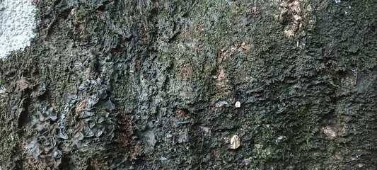 Mossy Tree Bark Texture. Close-up of rough tree bark with moss and lichen growth, showing rich natural texture for backgrounds or design projects