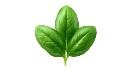 A single vibrant green leaf with intricate veins and a detailed cellular texture is perfectly centered on a smooth uniformly colored lush green background creating a minimalist and natural composition