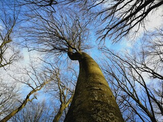 Upward View of Leafless Trees and Blue Sky in Winter Forest
