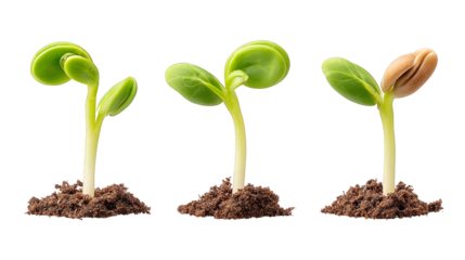Three Stages of a Growing Plant Sprout.