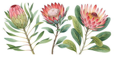 Exotic Protea Flowers and Tropical Leaves - Watercolor Set