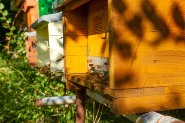 beekeeping honey production from bees in hives in the countryside