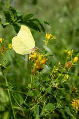 Close-up of a pale yellow butterfly perched on a blooming wildflower, sipping nectar in a lush green meadow. Captured in natural daylight, showcasing delicate wings and the beauty of summer wildlife.