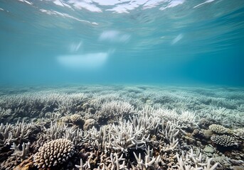 Underwater view of coral reef bleaching with white dead corals caused by rising ocean temperatures and climate change affecting marine biodiversity