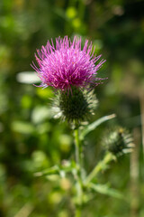 Macro of a blooming purple thistle flower with sharp green buds, set against a soft, blurred meadow background. Captured in natural daylight, showcasing the vivid color and unique texture of wild flor