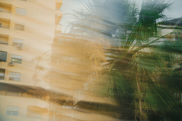 Blurry shot of tropical city in evening, blooming palm tree in foreground