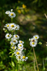 Fototapeta premium Close-up of blooming white daisies in a summer meadow. Detailed petals and bright yellow centers captured in natural sunlight, with a soft, blurred green background for a fresh, airy feel.