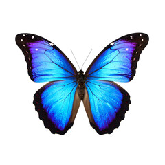  wings of a butterfly isolated on a white backgr