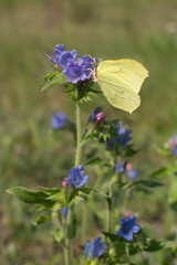 Close-up of a yellow Brimstone butterfly (Gonepteryx rhamni) feeding on vibrant blue viper’s bugloss flowers in a summer meadow. Detailed insect macro with natural colors and soft blurred background.