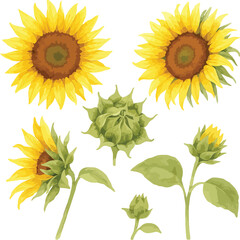 
"Watercolor Sunflower Clipart Set &ndash; Botanical Floral Illustration Elements on White Background"