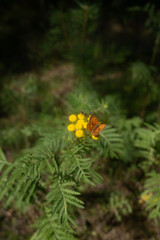 Small copper butterfly (Lycaena phlaeas) feeding on vibrant yellow tansy flowers in a sunny summer meadow, with a soft green background.