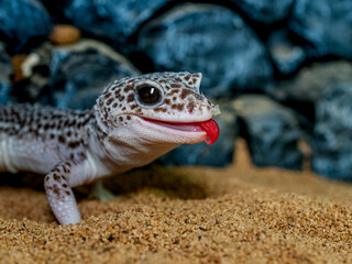 ヒョウモントカゲモドキ