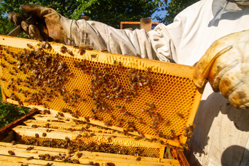 beekeeping honey production from bees in hives in the countryside