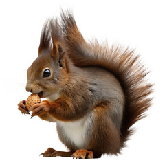 Obraz premium Red squirrel eating nut isolated on a transparent background