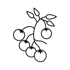 cherry tomatoes on vine line art on white background 