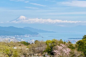 桜と駿河湾と、雲の上からのぞく富士山