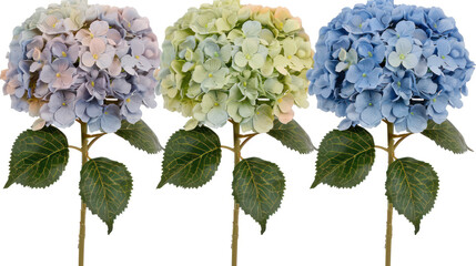 Beautiful Hydrangea Flowers in Three Different Color Variations for Floral Arrangements and Decoration Projects