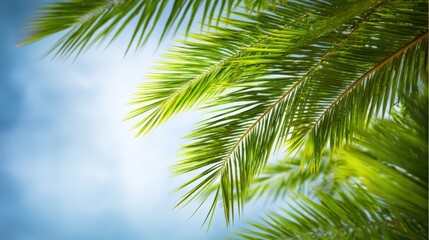 Lush Green Palm Leaves Against a Bright Blue Sky: A Tropical Paradise Vibe