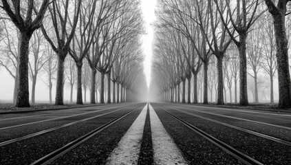 Black and white avenue, lined with bare trees, extending into a misty distance