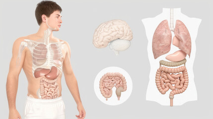 Realistic Anatomical Illustration of Human Body Systems Including Brain, Lungs, and Digestive Organs for Educational Use