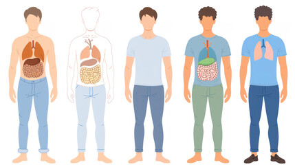 Educational Human Anatomy Illustration Showing Internal Organs and Body Structure with Detailed Visuals of Lungs, Heart, and Digestive System