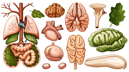 Detailed Illustrations of Human Organs and Leaves, Showcasing Lungs, Heart, Brain, Intestines, and Varied Natural Elements in a Stylish Design