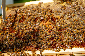 beekeeping honey production from bees in hives in the countryside