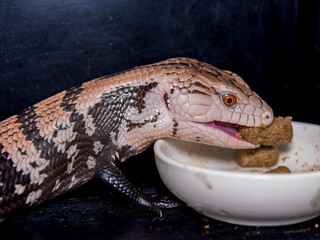 餌を食べるアオジタトカゲ