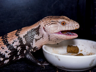 餌を食べるアオジタトカゲ