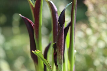 Zantedeschia Kalla Odessa czarny © Perovskia