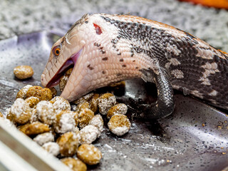 餌を食べるアオジタトカゲ