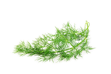 Dill isolated on white background. Fresh organic greens. Dill plantation. Dill leaves. Bunch of spring young dill. Vitamins. Fiber. Aromatic culinary spice.