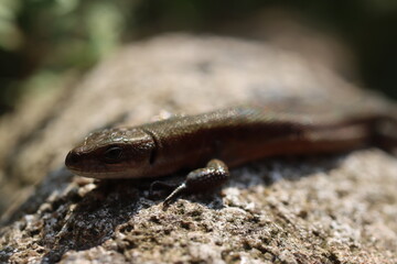 jaszczurka Lacertilia Sauria