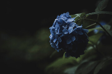 曇りの日のしっとりとした紫陽花の花
