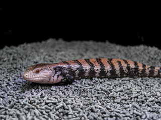 アオジタトカゲ