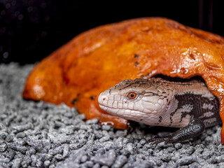 アオジタトカゲ