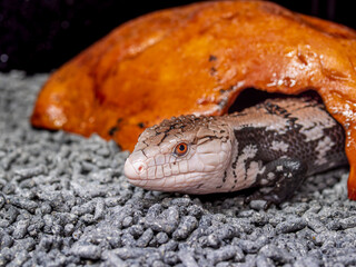 アオジタトカゲ