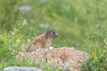 Murmeltier auf der Almwiese vor dem Bau auf der Königsbachalm bei Berchtesgaden.