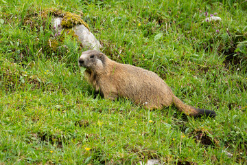 Junges Murmeltier auf der Almwiese an der Königsbachalm bei Berchtesgaden.