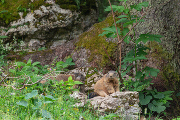 Junges und erwachsenes Murmeltier  auf der Almwiese vor dem Bau auf der Königsbachalm bei Berchtesgaden.